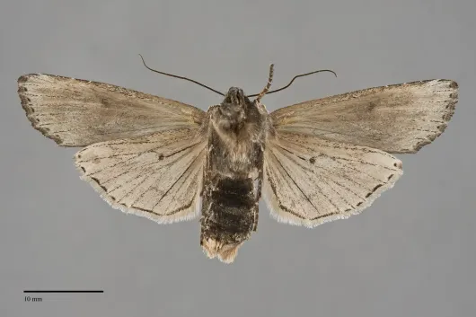 Xylena brucei