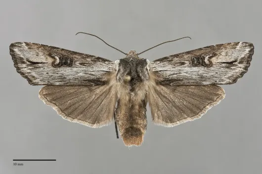 Xylena brucei