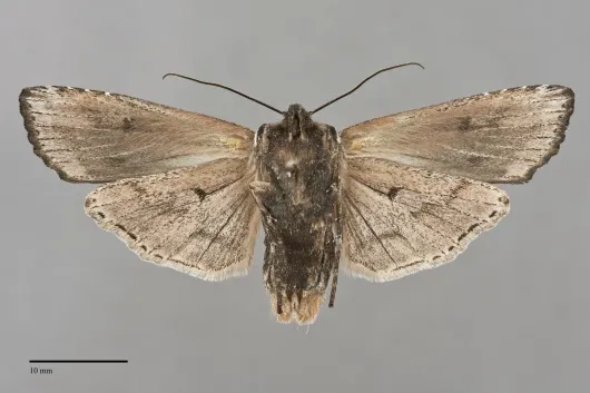 Xylena brucei