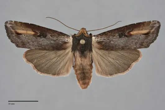 Xylena cineritia