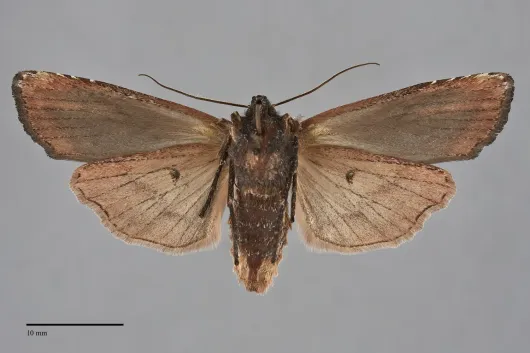 Xylena cineritia