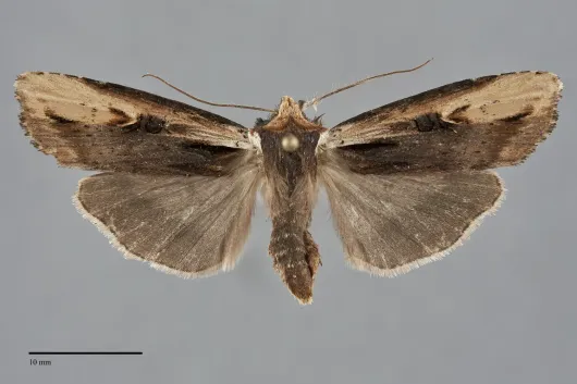 Xylena curvimacula