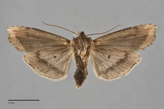 Xylena curvimacula