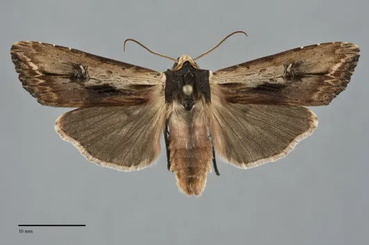 Xylena nupera
