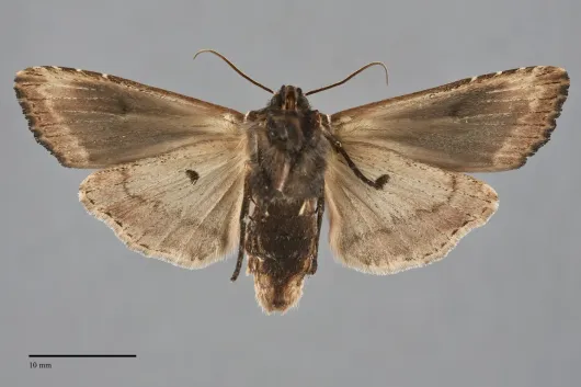 Xylena nupera