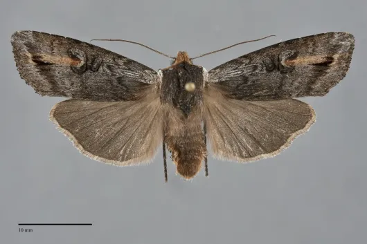 Xylena thoracica