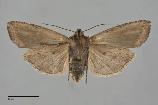 Xylena thoracica