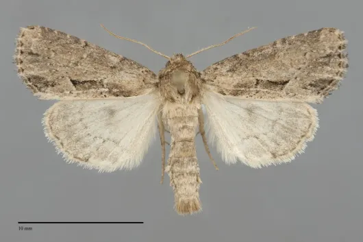 Xylomoia chagnoni