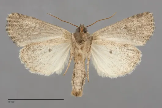 Xylomoia chagnoni