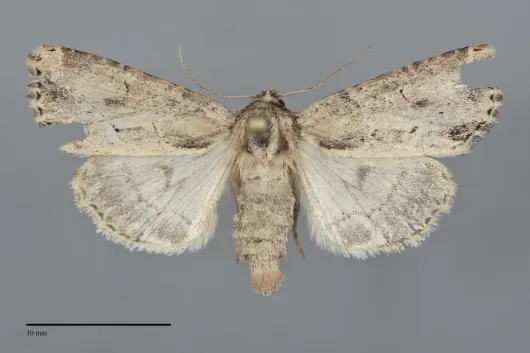 Xylomoia chagnoni
