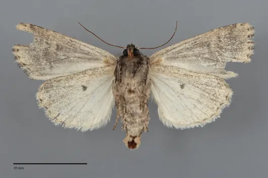 Xylomoia chagnoni