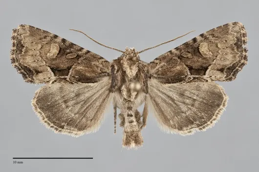 Xylomoia indirecta