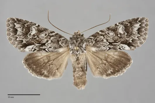 Xylotype arcadia