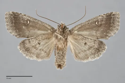Xylotype arcadia