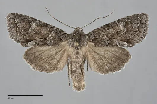 Xylotype arcadia