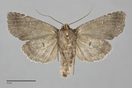 Xylotype arcadia