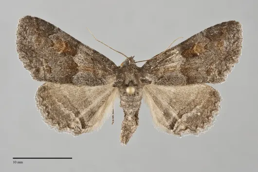 Zale duplicata