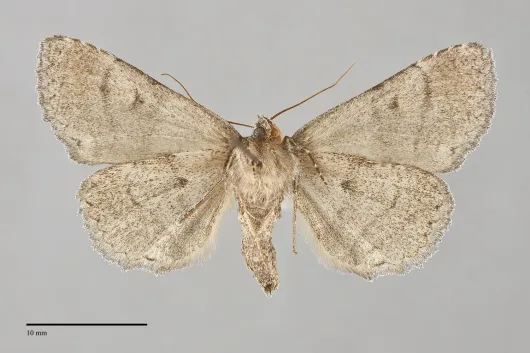 Zale duplicata
