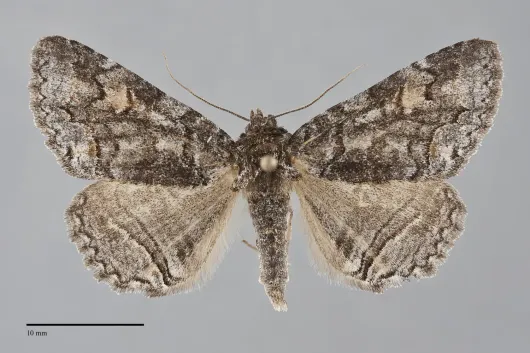 Zale duplicata