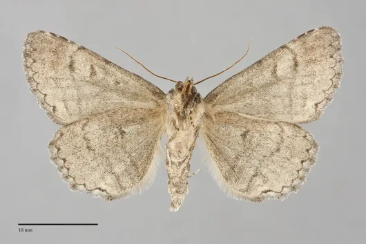 Zale duplicata