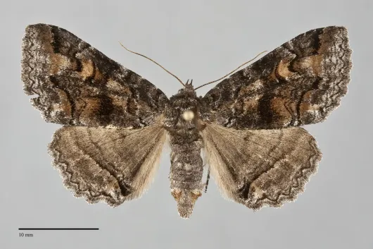 Zale duplicata