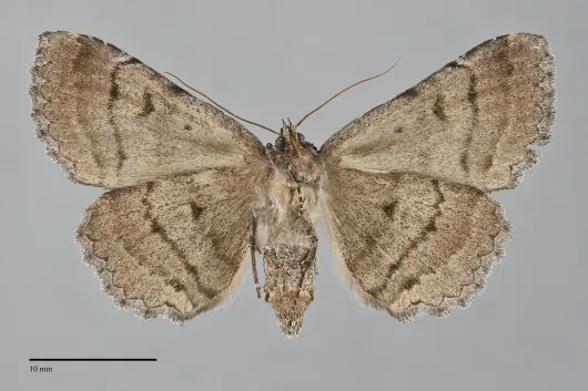 Zale duplicata