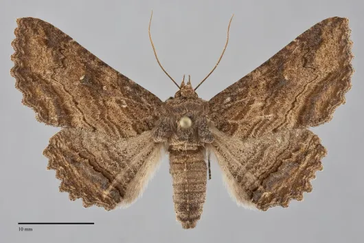 Zale lunata