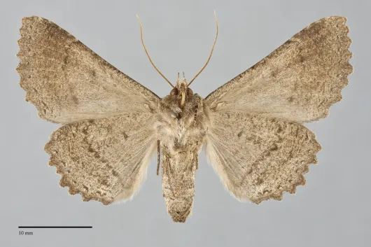Zale lunata