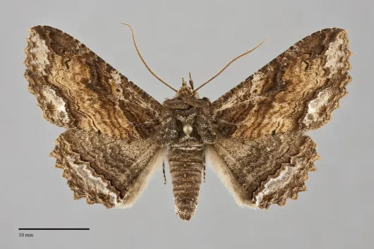 Zale lunata