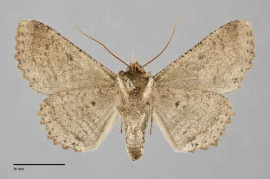 Zale lunata