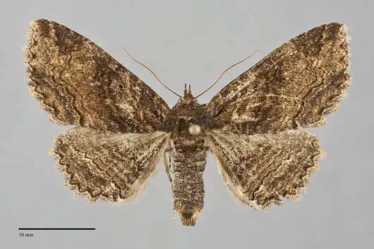 Zale minerea