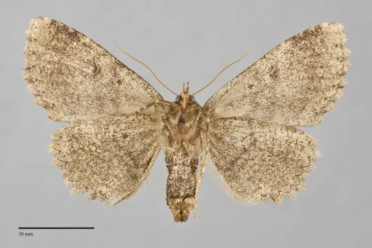 Zale minerea