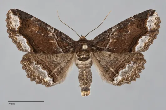 Zale minerea