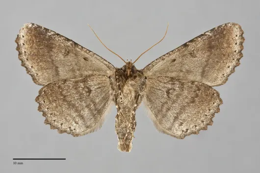 Zale minerea