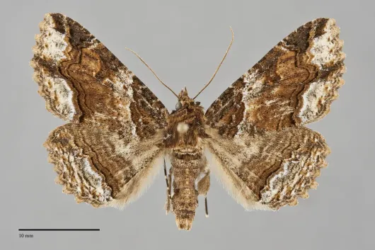Zale minerea