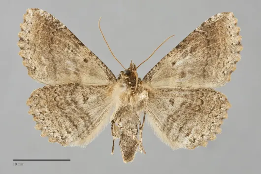 Zale minerea