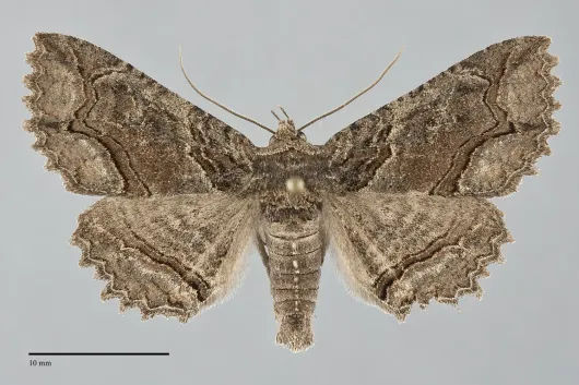 Zale rubi