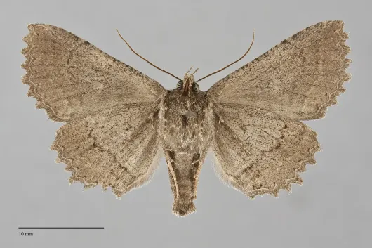 Zale rubi