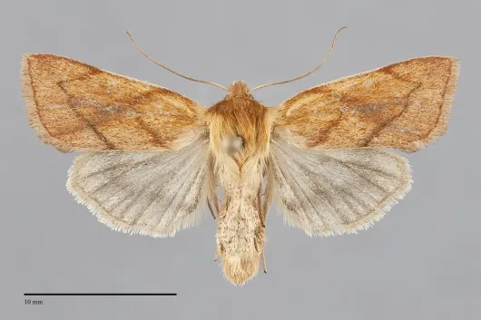 Zosteropoda hirtipes