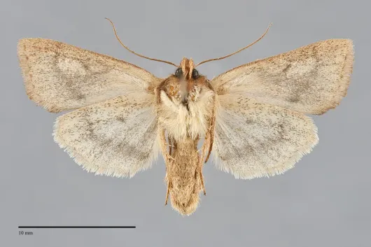 Zosteropoda hirtipes