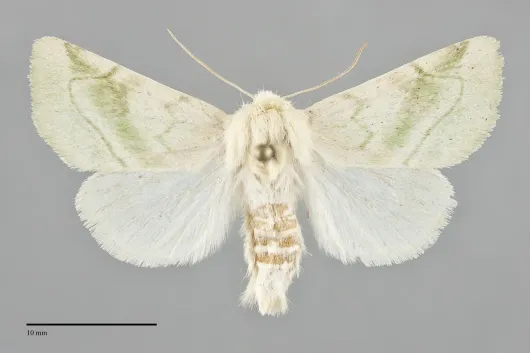 Zotheca tranquilla