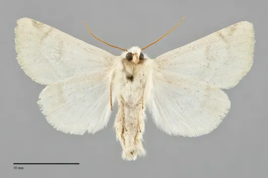 Zotheca tranquilla