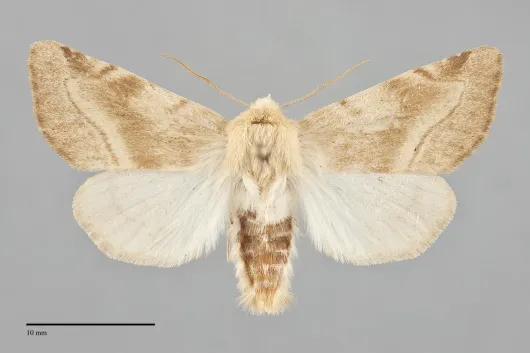 Zotheca tranquilla