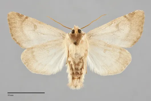Zotheca tranquilla
