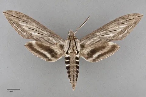Sphinx chersis