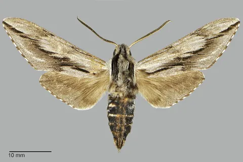 Sphinx dollii