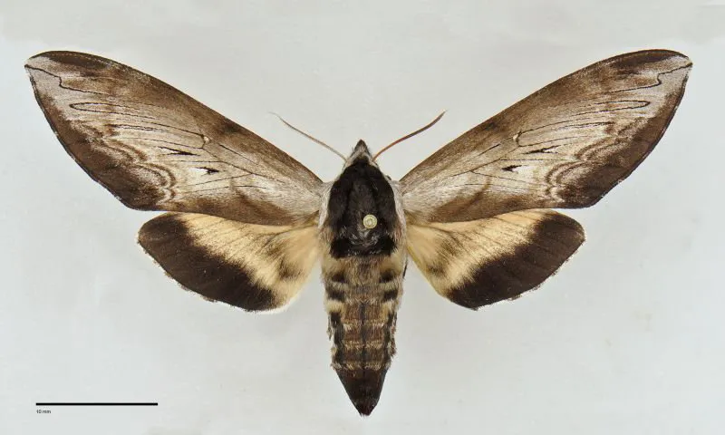 Sphinx luscitiosa