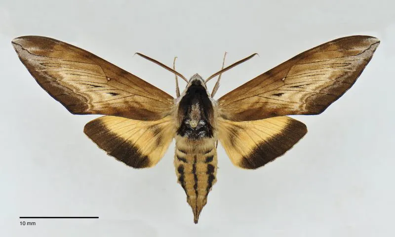 Sphinx luscitiosa