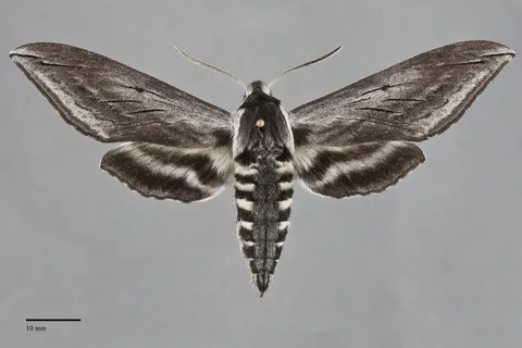 Sphinx perelegans