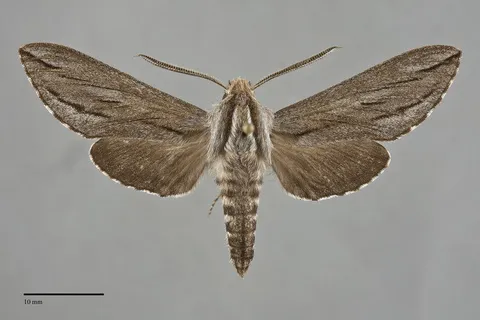 Sphinx sequoiae